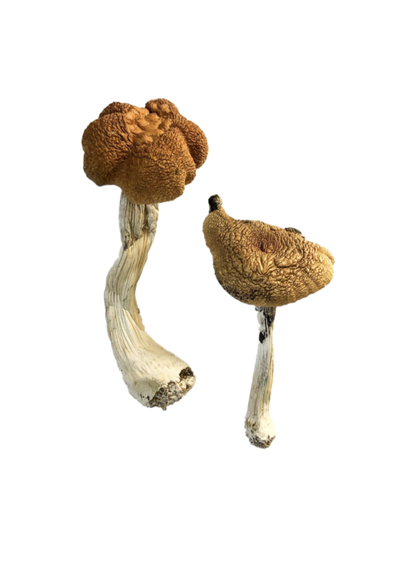 Buy Malaysian Magic Mushrooms Online